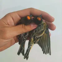 پرنده گلبسر|پرنده|کوهدشت, |دیوار