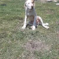 داگو ۵ ماهه نر  و یک عدد ماده رایگان