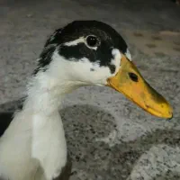 اردک نر بالغ