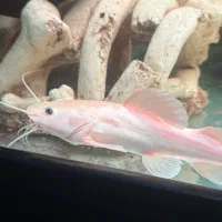 پلاتنیوم رد تیل|ماهی|تهران, شارق|دیوار