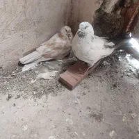 چند جفت کفتر تهرانی درجه ۱  بازیکن و پرش بازیکن