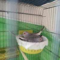 جفت کبوتر الماسی