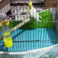 یک جفت عروس هلندی