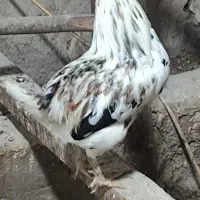خروس گلین