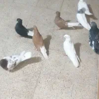 کبوتر|پرنده|خرمشهر, |دیوار