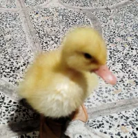 جوجه اردک