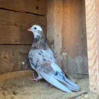 کبوتر هما زرد و پاجفتی