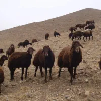 فروش 33 جفت بره افشار