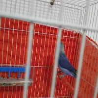 یک جفت کوتوله آبی کاربنی|پرنده|فردوس (خراسان), |دیوار