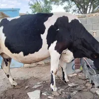 گاو‌ماده