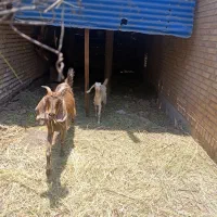 بز همراه با بچه سرحال