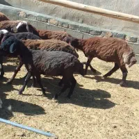۲۰راس بره ماده دوبر سبک فروشی....ویک بز دوقلو|حیوانات مزرعه|مشهد, شهرک شهید باهنر|دیوار