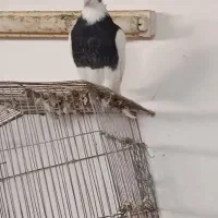 کبوتر|پرنده|فسا, |دیوار