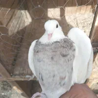 طوق هفت رنگ