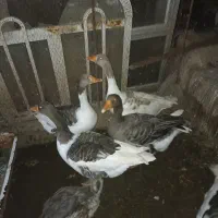 قو قاز به تعداد 5عدد