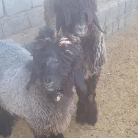 بره قوچی|حیوانات مزرعه|میانکوه, |دیوار