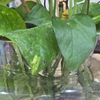 خدمتکار منزل