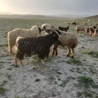 چبش کهره بز شهرکردی