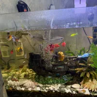 آکواریوم با ماهی