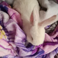 خرگوش لپ وزیبا