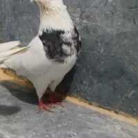 کبوتر|پرنده|مریوان, |دیوار