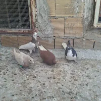 چهار عددکبوتر|پرنده|مبارکه, |دیوار