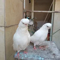 کبوتر نوک قنار