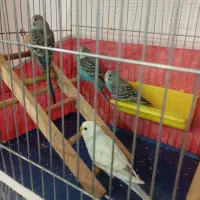 مرغ عشق|پرنده|نقده, |دیوار