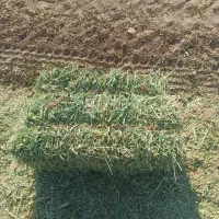 یونجه