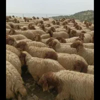 چوپان (شوان ) گوسفند