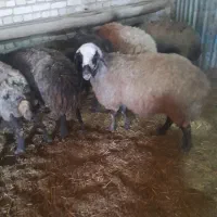 میش جوان|حیوانات مزرعه|بزینه رود, |دیوار