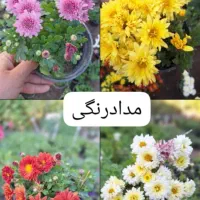 گلفروشی مهرسانا|گل و گیاه طبیعی|آبپخش, |دیوار