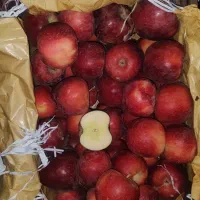 سیب قرمز تناژ نامحدود|عمده‌فروشی|مهاباد (آذربایجان غربی), |دیوار