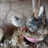 کبوتر|پرنده|نیشابور, شهید بهشتی|دیوار