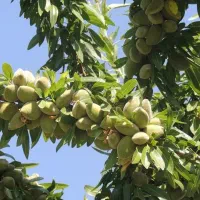 نهال های بادام سردسیری پیوندی دیرگل پرداخت درمحل