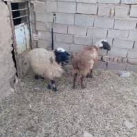 دو راس میش جوان و یک عدد بز جوان|حیوانات مزرعه|گناباد, |دیوار