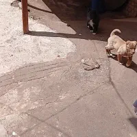 دو سگ نر ماده قدر جانی