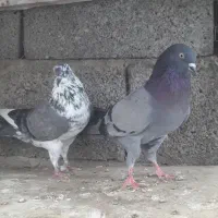 کبوتر پرشی و تزیینی|پرنده|چمستان, |دیوار