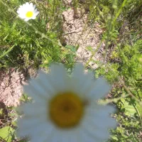 کود اوره