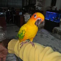 یه جفت خورشیدی سانکانور نر وماده|پرنده|اصفهان, مهرآباد|دیوار