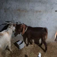 تیشتر بهده نجدی|حیوانات مزرعه|اندیکا, |دیوار