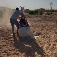 اسب نریان کورد سواری دار تعذیه ای|اسب و تجهیزات اسب‌سواری|تهران, آذری|دیوار