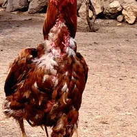 خروس لاری اصل خوی قیمت ۸میلیون تومان... ‌