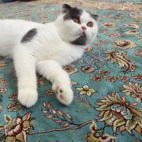 گربه گم شده