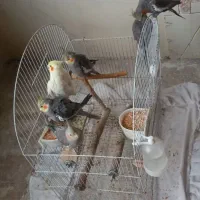 تعدادی عروس هلندی نر و ماده