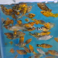 فروش انواع ماهیان اکواریومی|ماهی|کرج, فاز ۳ گوهردشت|دیوار