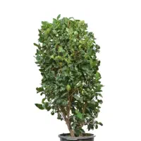 گل یاس هلندی سایز  گلدون 42(صادقی)