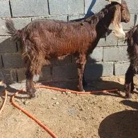 تعدادسه عددبززاییده بفروش میرسد|حیوانات مزرعه|تربت جام, عیدی آباد|دیوار