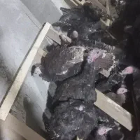 بوقلمون برنز سرحال|حیوانات مزرعه|رباط‌کریم, رباط‌کریم|دیوار