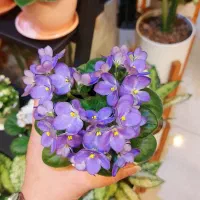 بنفشه آفریقایی|گل و گیاه طبیعی|رشت, دیلمان|دیوار